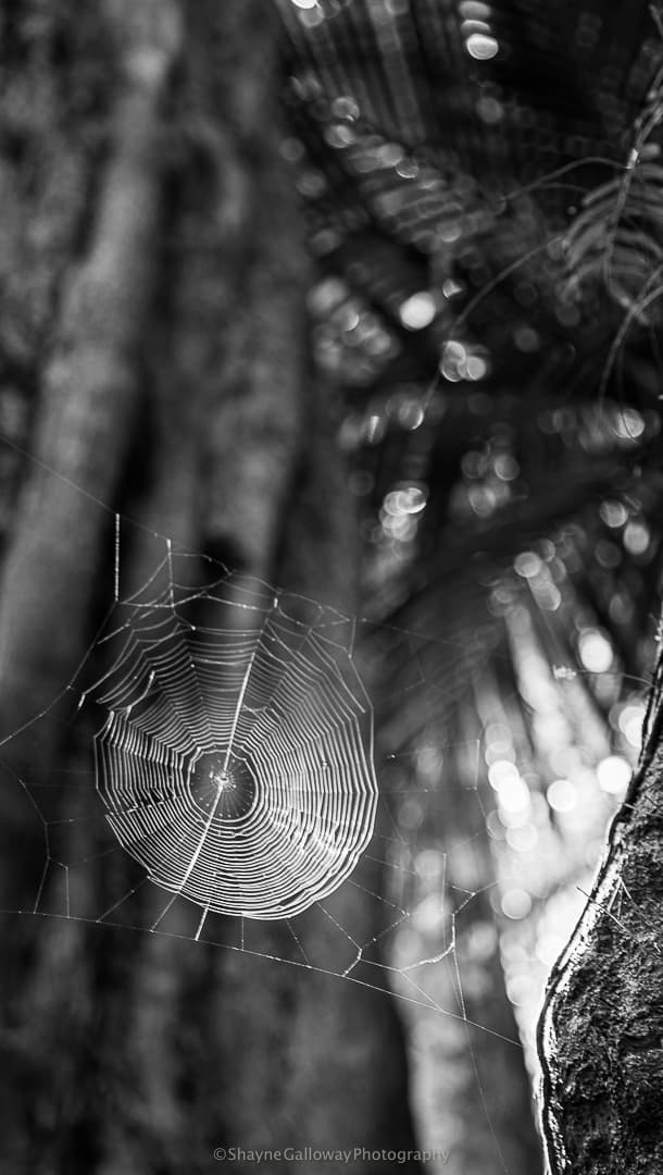 Spider web in black and white - interconnected civic notice networks